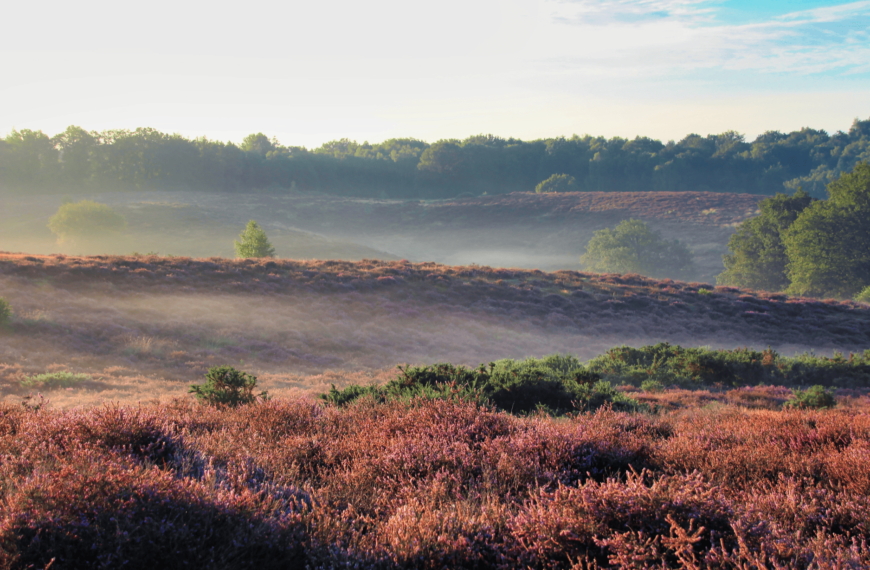 Discover Dronten: A Hidden Gem in Flevoland's Charming Beauty