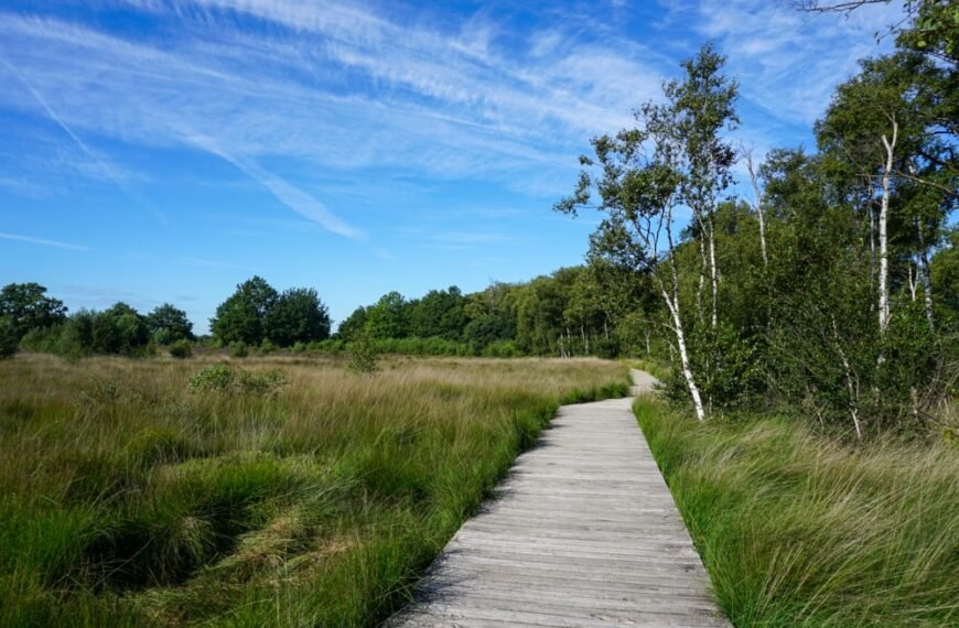 Discovering Zuidlaren: Exploring Nature and History along the Pieterpad in Drenthe